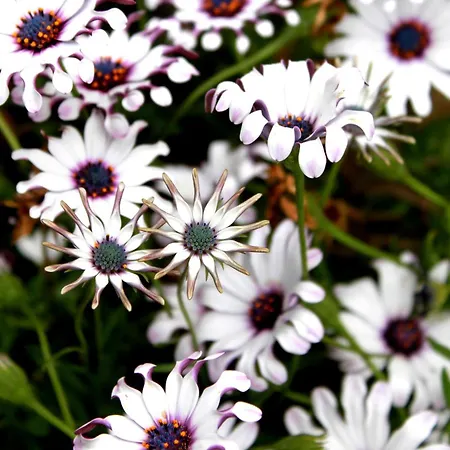 Redondo Kompleks wypoczynkowy 2*