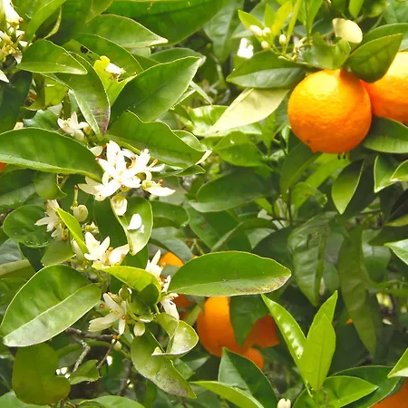 Redondo פארק נופש 2*
