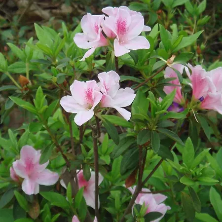 Redondo Village de vacances Junceira