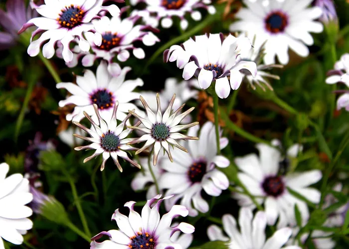 Redondo Kompleks wypoczynkowy 2*