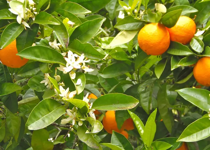 Redondo Semesterpark 2*