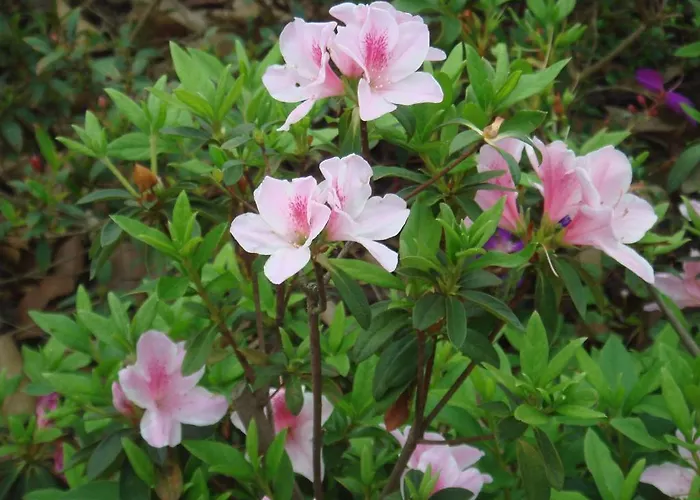 Redondo Kompleks wypoczynkowy Junceira